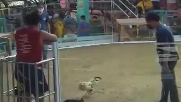 Signature 9months AJ White vs 3year old cock at Garcia Cockpit Arena in Aklan #Sabong