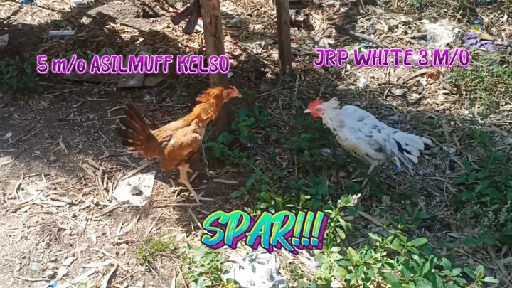Asilmuff Kelso 5 m/o pullet VS JRP White 3 m/o  SPAR!!     JRP Gameyard