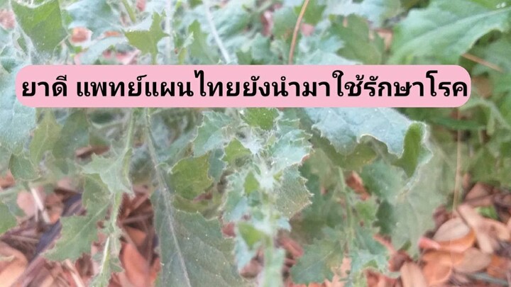 เป็นผักที่แพทย์แผนไทยนำมาใช้รักษาโรคได้หลายชนิด เช่นเบาหวาน  เก๊า ฯลฯ/โดยฮอยไทยอีสาน