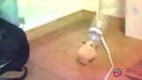 When the hamster listened to electronic music...