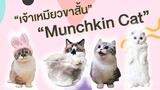 EP4 : เจ้าเหมียวขาสั้น Munchkin Cat