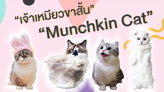 EP4 : เจ้าเหมียวขาสั้น Munchkin Cat