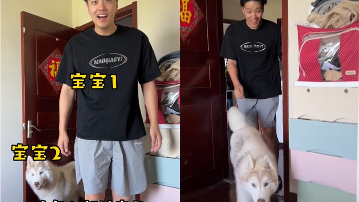 Huskies are really good at messing with people's minds—Dad's mental state is completely falling apar