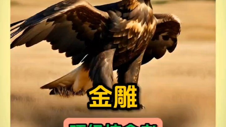 Loài săn mồi hàng đầu: Đại bàng vàng