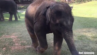 น้ำเพชรน่ารักทั้งเก่งทั้งฉลาดและสกปรก😂😅🤪555