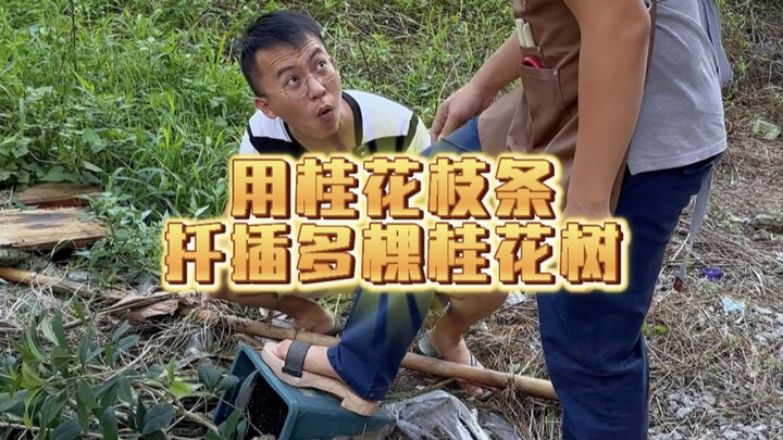 Propagating Multiple Osmanthus Trees from Cuttings