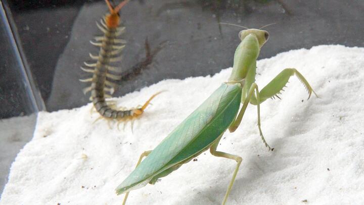 Huge praying mantis VS tiny centipede! Round 2