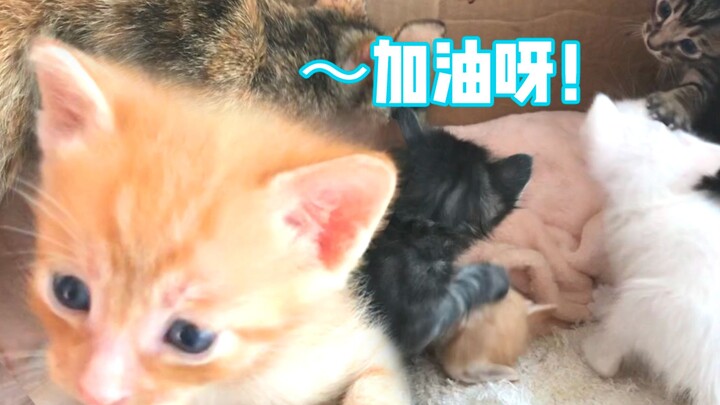 A purr-fect cat‑cuddle treat before the Gaokao: 30 adorable stray kittens to give you the cutest—mak