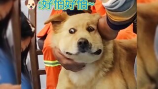 《猫狗害怕打针搞笑瞬间》