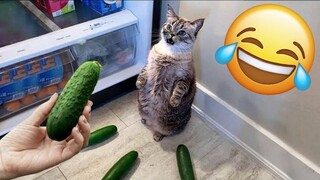 Funniest Animals May `23 #9 😺🤣🐱‍👓🐶🦝🐷🐐 Try Not To Laugh Pets | Funny Cat Videos