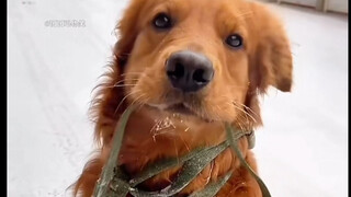 Ini musim dingin untuk anjing. Dingin sekali sehingga Anda tidak terlihat seperti anjing.