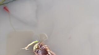 Spesies ini hidup dari periode Trias hingga sekarang.