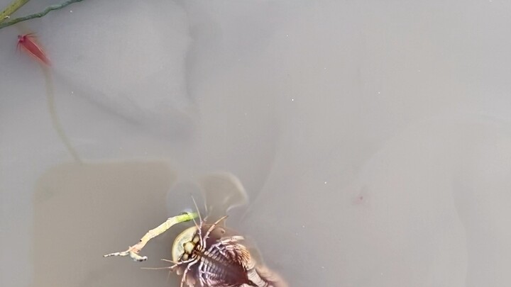 عاشت هذه الأنواع من العصر الثلاثي وحتى الآن.