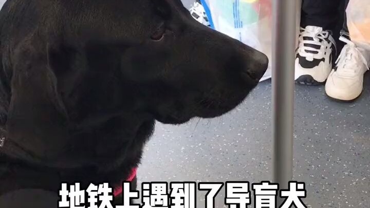 So lucky—I ran into a guide dog on my morning commute, such a cute little angel!