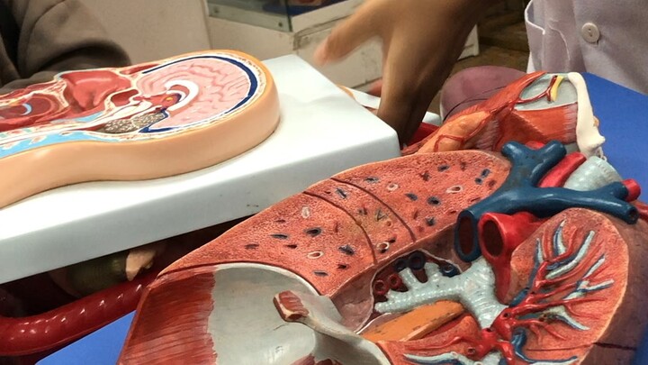 tH giai phẫu sinh lý phần cơ quan hô hấp phần 2
