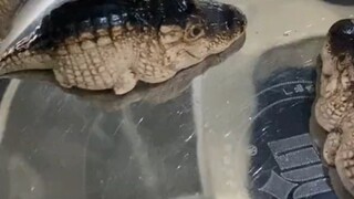 鳄鱼宝宝