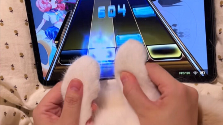 Bản thứ hai của “Thầy dạy nhịp điệu mèo”! Một bản Canon dành tặng mọi người~