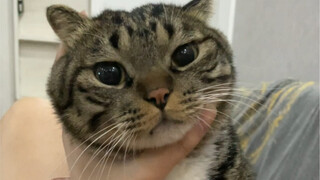 如果小猫咪没有自己的事业，那他就不能金鸡独立