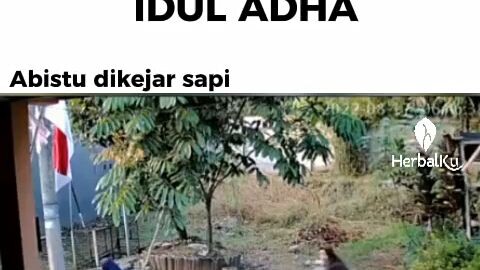 idul adha