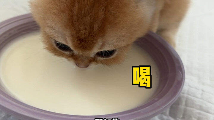 这智商以后就告别盆盆奶了