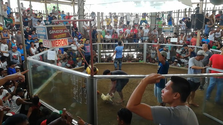 sabongSamar loss sa meron tayu