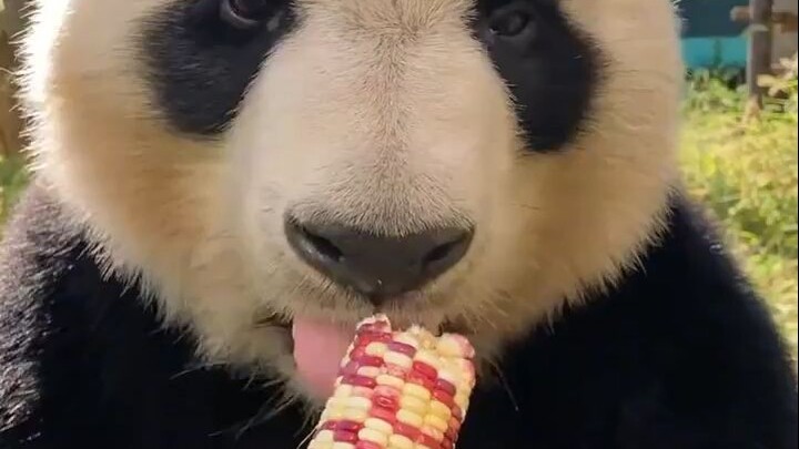 Pertama kali melihat panda makan jagung