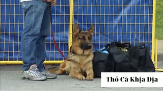 Trò đùa 2021 phần 59 #thobiettroll