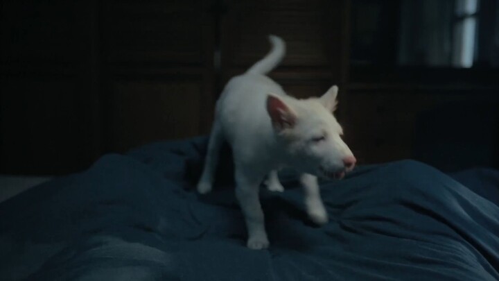 GOHAN - Official Trailer