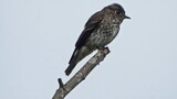 Migratory DARK-SIDED FLYCATCHER, Singapore