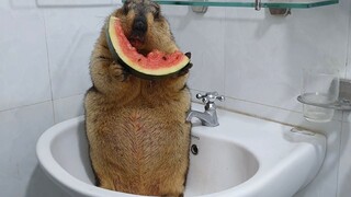 土拨鼠吃西瓜
