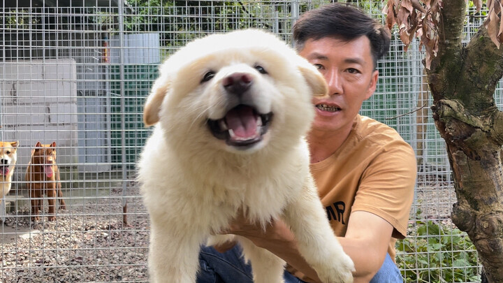 I picked out a gentle, devoted little mongrel at my friend’s place; with its smiling face, it’s abso