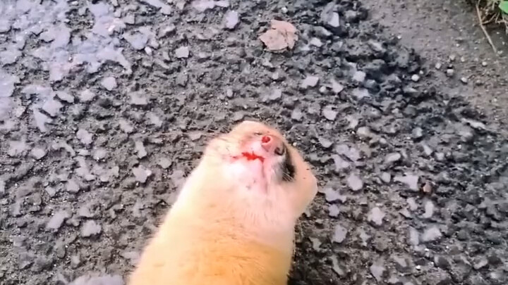 Nghe nói thứ này báo đáp ân tình.