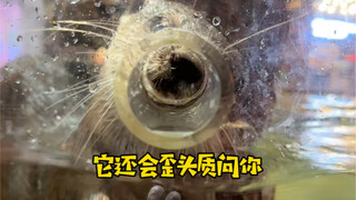 Nếu bạn đùa với con rái cá nhỏ, bạn đã đùa với __!