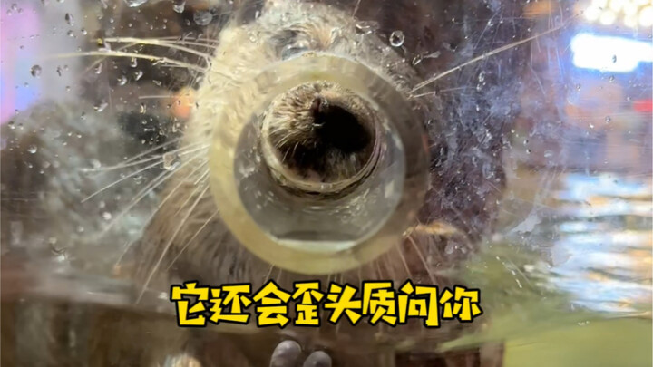 惹了小水獭，你可算是惹到__了！