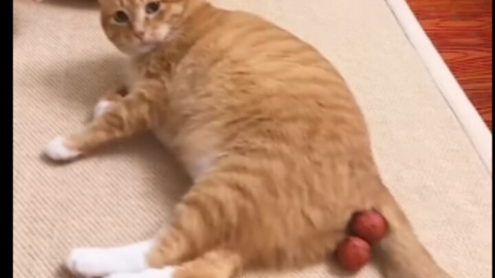 Kucing: Coba lihat nih, leci besarku!