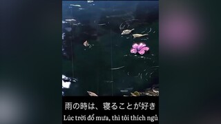 Khó hiểu thật đó anime animesad sad loveanime xuhuong