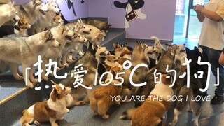 去狗咖一次摸够50个哈士奇是什么样的体验？