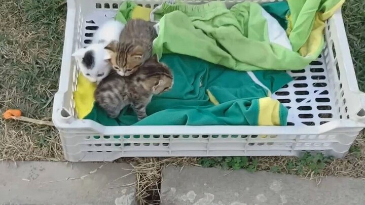 Little Kitten Seeking a Home! Urgent! Who Would Have Thought I’d End Up Rescuing a Cat Too?