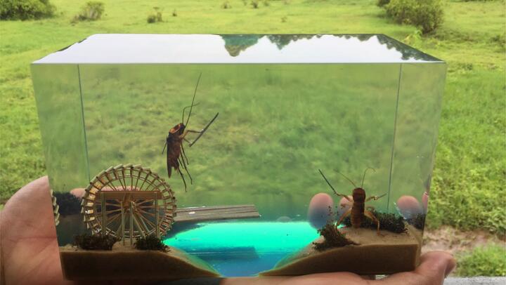 Model of Cockroach's Fighting With A Knife