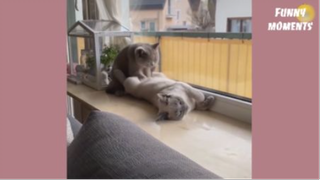 fm2 - động vật vui nhộn hài hước