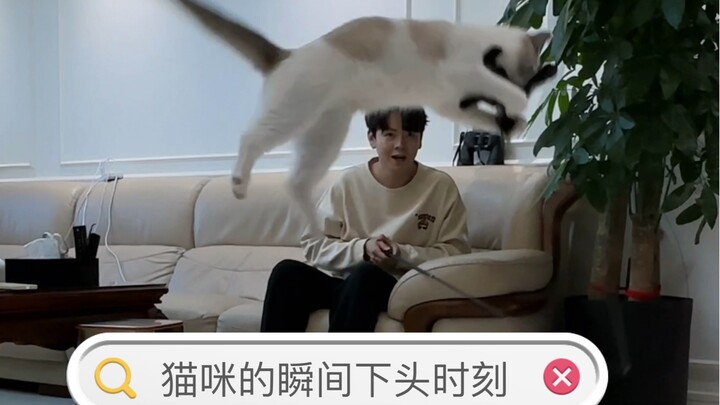 لحظات التراجع المفاجئة للقطط