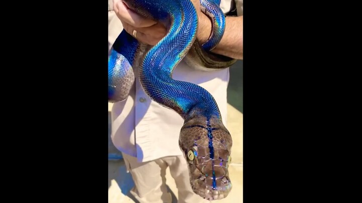 Reptil|Ular Piton dengan Efek Pelangi
