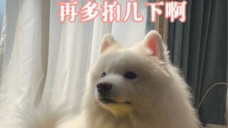 Setelah menonton, kamu akan tahu mengapa aku memelihara Samoyed