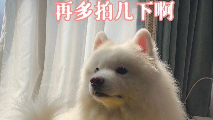 Setelah menonton, kamu akan tahu mengapa aku memelihara Samoyed