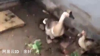 【Yu Xuan】ห่านตัวใหญ่ตัวนี้แร็พได้เหมือนดนตรีอิเล็กทรอนิกส์จริงๆ~