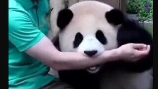 Fubao langsung menggigit lengan kakeknya, membuat para pengunjung ketakutan