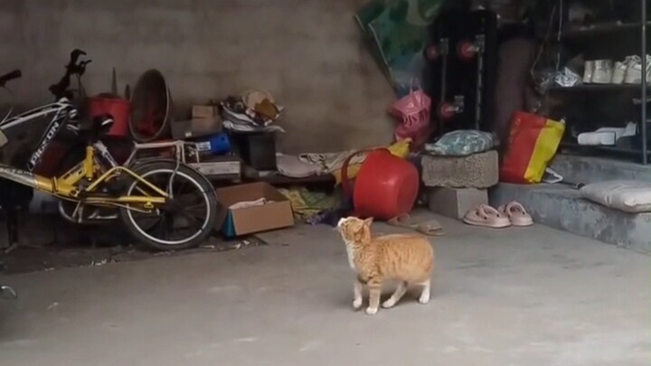 Kucing ini pengin makan sosis.