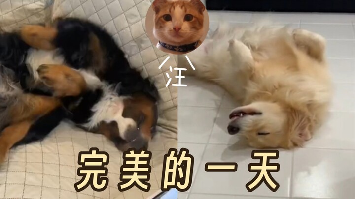 Hari yang sempurna bagi para anjing yang sempurna