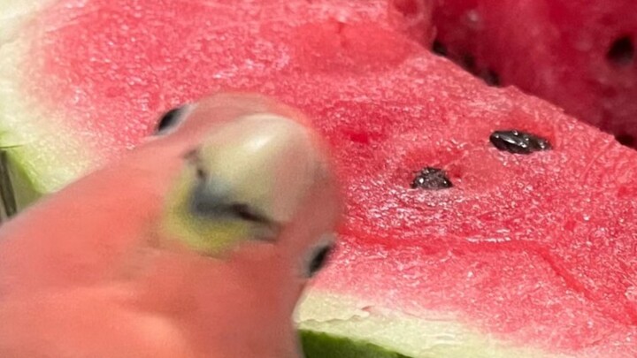 Untunglah mata burung ada di kedua sisi