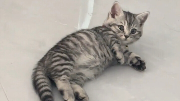 The kitten raised by Uncle Dog